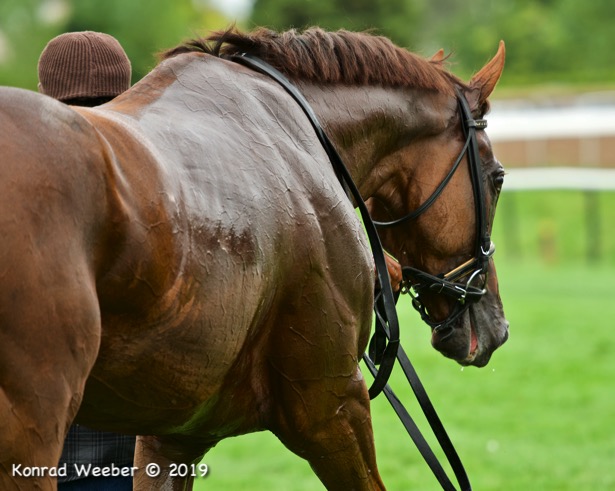 In Photos Winning Puss N Boots Cup Connections Take A Dip